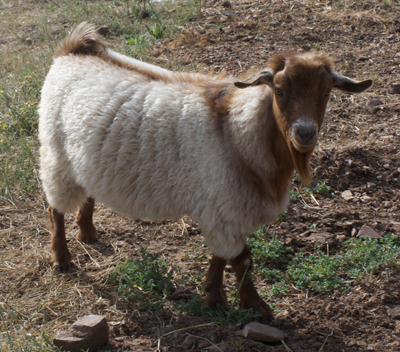 Falcor July 2009