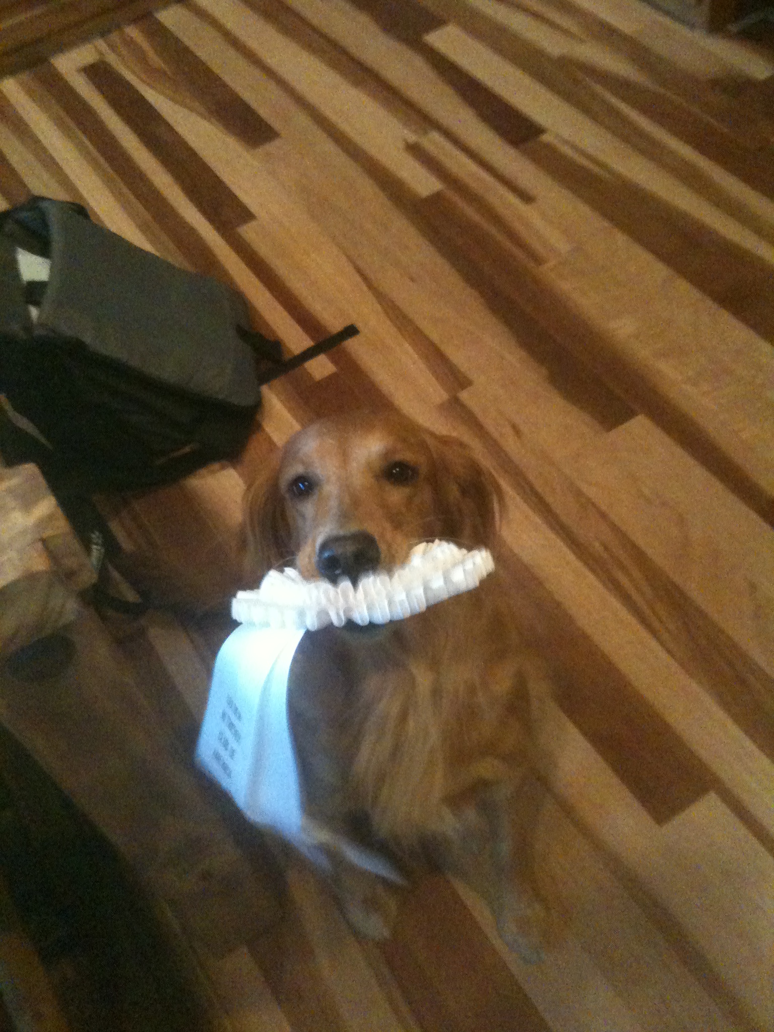 Rascal being a proud retriever