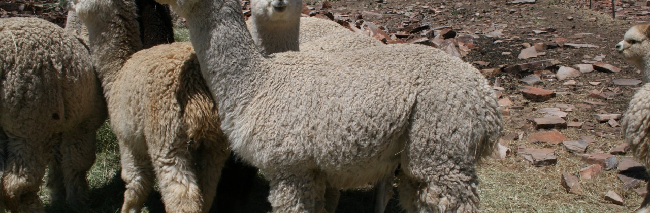 Can Raising Alpacas Be Sustainable?