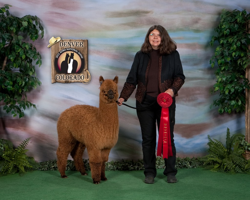 MountainSkyAlpacas2